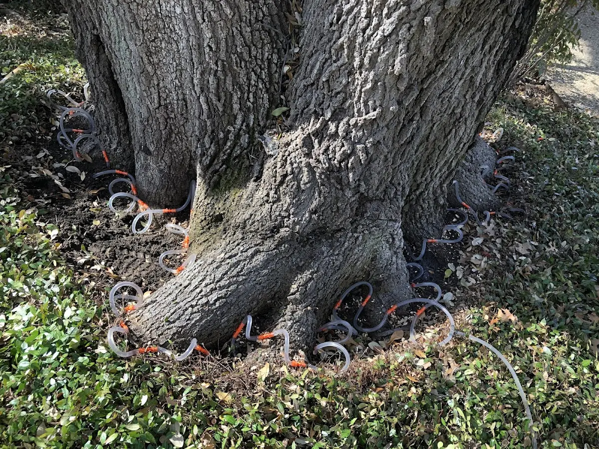 Detailed Tree Cabling and Bracing job site in Silver Creek
